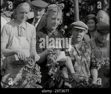 Diverse donne che scelgono luppolo con due di loro che indossano le loro maschere antigas in a Box Around Their Necks, 1939. Da "Time to Remember - The Reluctant Warriors", 1939 ( Reel 3); documentario sugli eventi del 1939 - i preparativi per la guerra e poi scoppiano le ostilità. Foto Stock