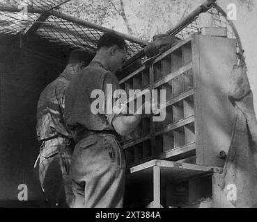 Allied Soldiers’ lettere in via di ordinamento, 1943-1944. Da "Time to Remember - The Path to Rome", 1943 - 1944 (Reel 2); documentario sugli eventi del 1943 e del 1944 - la campagna italiana. Foto Stock