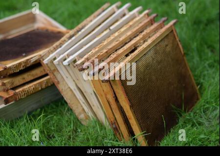 gli apicoltori ispezionano gli alveari in estate Foto Stock