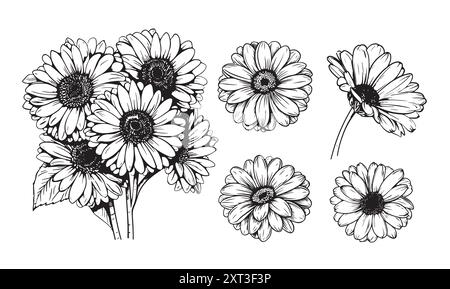 Gerbera, margherita di Barberton, fiore disegnato a mano, fioritura, Gerbera Transvaal Daisy Illustrazione Vettoriale