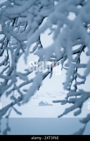 I rami ricoperti di neve incorniciano una casa solitaria in un vasto paesaggio innevato in Svizzera, catturando la serena bellezza dell'inverno Foto Stock