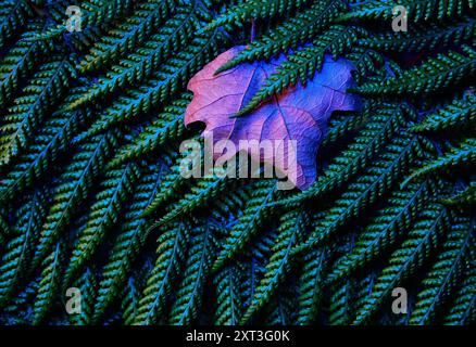 Una singolare foglia d'acero dalle vivaci sfumature viola si trova in cima alle intricate texture verdi di una felce di alberi, mostrando un sorprendente contrasto di colore e forma. Foto Stock