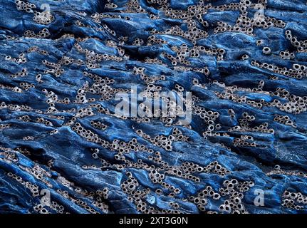 L'immagine mostra i dettagli ravvicinati del modello di erosione alveolare su una scogliera rocciosa costiera, mostrando texture e formazioni uniche. Foto Stock