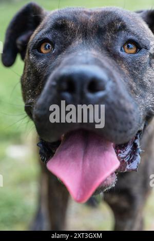 Un cane nero che guarda direttamente la telecamera, la sua lingua si aggrava allegramente. Concentrati sugli occhi marroni espressivi del cane e sui dettagli della sua pelliccia. Foto Stock