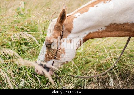 Una vista dettagliata di un cavallo marrone e bianco mentre pascolano pacificamente in un campo verde, circondato da erba alta. Foto Stock