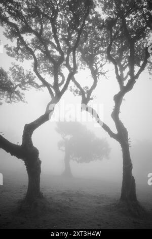 Una fotografia in bianco e nero che cattura l'inquietante bellezza di alberi noiosi avvolti dalla fitta nebbia sull'isola di Madeira, in Portogallo Foto Stock