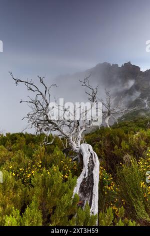 Una fotografia accattivante che cattura l'ipnotica bellezza di alberi nobili tra la fitta nebbia e la lussureggiante vegetazione di Madeira, Portogallo, questo scen Foto Stock