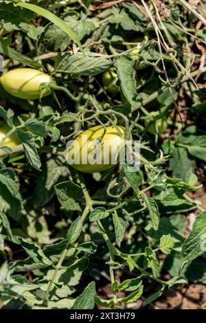 I vibranti pomodori verdi maturano sotto il sole caldo in una fattoria di Castilla la Mancha, mostrando pratiche agricole sane. Foto Stock