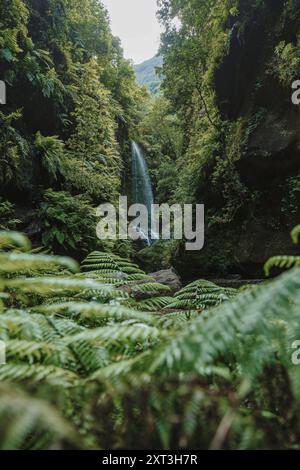Serena vista della cascata Los Tilos tra la fitta vegetazione delle foreste di la Palma nelle Isole Canarie, con l'acqua a cascata che crea un ambiente tranquillo Foto Stock