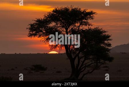 Un albero solitario si staglia di fronte a un vibrante tramonto nel deserto della Namibia, mostrando la tranquilla ma cruda bellezza del paesaggio. Foto Stock