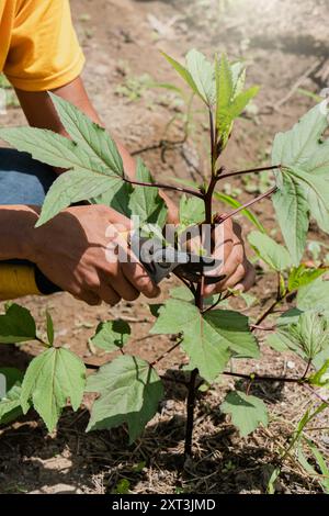 Le mani di un giardiniere, dotate di cesoie per potare, rifinisci con cura i germogli freschi di un ibisco verde in un ambiente all'aperto illuminato dal sole, dimostrando effe Foto Stock