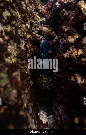Una Muraena helena, comunemente nota come anguilla murena, naviga in una crepaccia ombrosa all'interno di rocce marine, evidenziando il suo acuto adattamento a hidea subacquea Foto Stock
