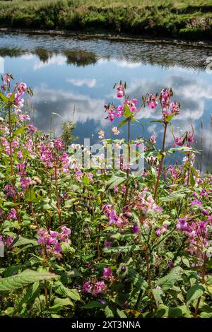 Balsamo himalayano che cresce sulle rive del fiume Ure vicino ad Aysgarth, Wensleydale, Yorkshire Dales National Park, North Yorkshire Foto Stock