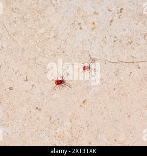 Ragno rosso-acaro con gambe lunghe. Si sveglia in primavera quando il sole riscalda il terreno Foto Stock