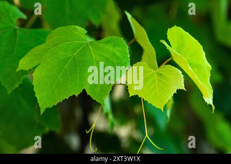 Primo piano del fogliame di una vite alla luce naturale dell'alba estiva Foto Stock