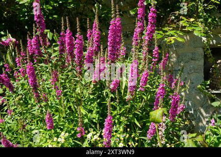 Fioritura di Salvia Nemorosa in un giardino - John Gollop Foto Stock