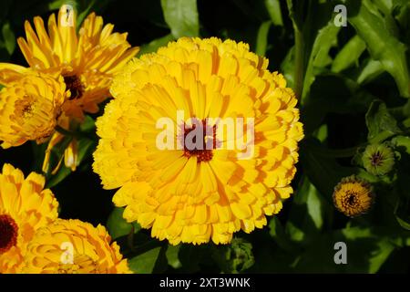 Marigolds o Calendole in una giornata di sole: John Gollop Foto Stock