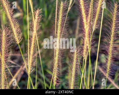 Erba fontana, africa meridionale, Cenchrus setaceus, Pennisetum setaceum, Poaceae Foto Stock