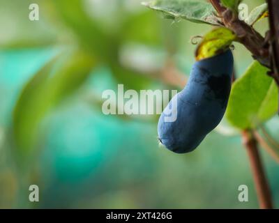 Una dettagliata immagine ravvicinata del mirtillo maturo (Lonicera caerulea), noto anche come Haskap, che cresce su un ramo. Le vivaci bacche blu e il verde lussureggiante l Foto Stock