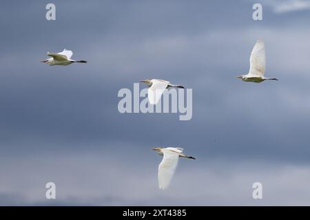 Eggrette di bestiame, cratere di Ngorongoro, Tanzania Foto Stock