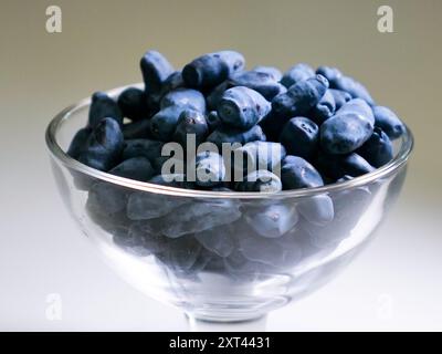 Uno shot ravvicinato di una ciotola di vetro riempita di frutti di miele freschi e succulenti (Lonicera caerulea), che mostrano il loro colore blu vivace e la loro forma unica. Foto Stock