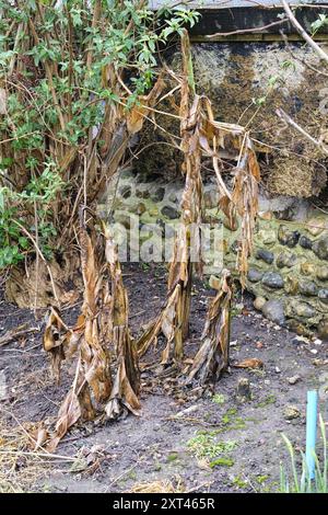 Effetti dell'inverno sulla pianta di banane giapponese resistente (Musa basjoo) Foto Stock