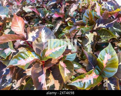 Graptophyllum pictum (pianta caricatura) arbusto in giardino a Cuba Foto Stock