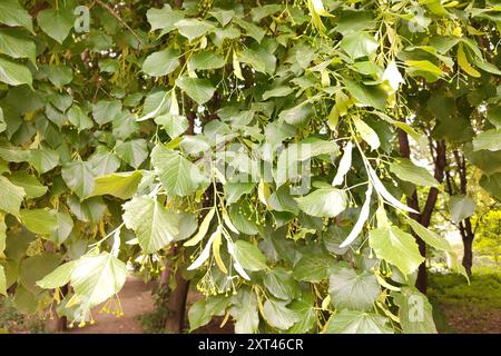 Tiglio, tiglio fiorisce con foglie verdi su un albero in estate. Pace e tranquillità. Foto Stock