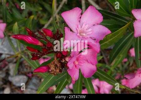 Primo piano dei fiori rosa-rossi e dei boccioli di fiori dell'Oleander Foto Stock