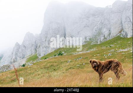 Cane da pastore rumeno nel Parco naturale di Bucegi Foto Stock