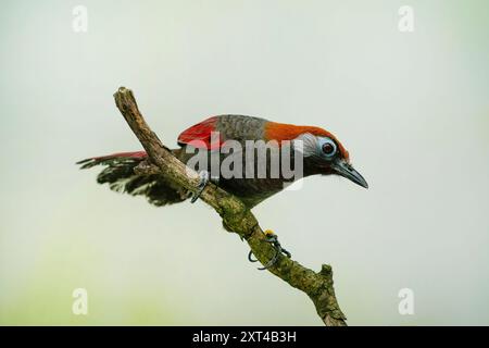 Laughingthrush dalla coda rossa, Trochalopteron milnei Foto Stock