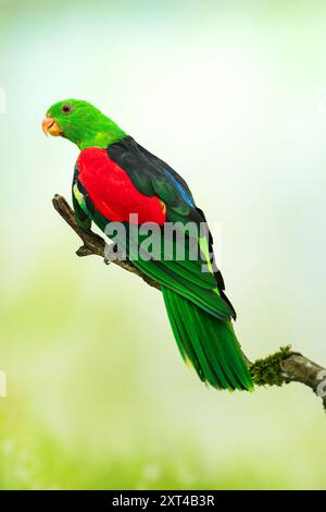 Pappagallo alato rosso maschio, Aprosmictus erythropterus Foto Stock