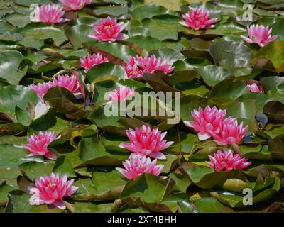 Ninfee rosa in uno stagno. Fiori di loto nel giardino botanico. Vista dall'alto dell'attrazione Nymphaea Pygmaea Paul Heriot. Foto Stock