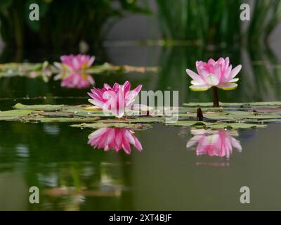 Giglio d'acqua rosa in uno stagno riflesso nell'acqua. Fiore di loto nel giardino botanico di Santa Cruz de Tenerife. Nymphaea Pygmaea Attraction lato Paul Heriot Foto Stock