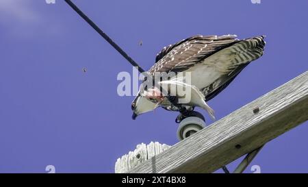 Un falco pescato tiene un pesce appena pescato, bilanciato su un palo mentre si prepara a mangiare sotto un cielo azzurro. Foto Stock