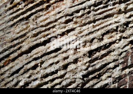 Tronco di pino dopo aver raccolto la resina. Incisioni sul bagagliaio. Foto Stock