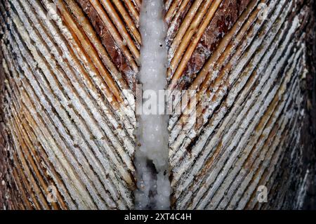 Tronco di pino dopo aver raccolto la resina. Incisioni sul bagagliaio. Foto Stock