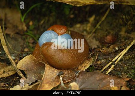 Spagnolo Slug - Arion vulgaris. Slugs in movimento, su moncone dell'albero. Spagnolo Slug. Foto Stock