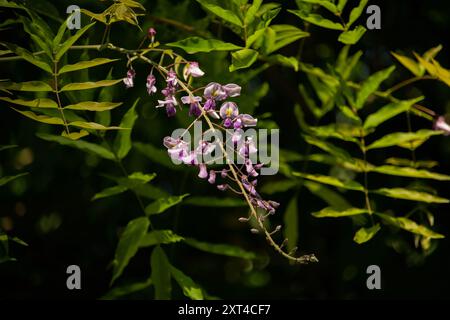 Viola fiorente Wisteria Sinensis. Bellissimo albero prolifico con fiori viola profumati e classici in racemi sospesi. Foto Stock