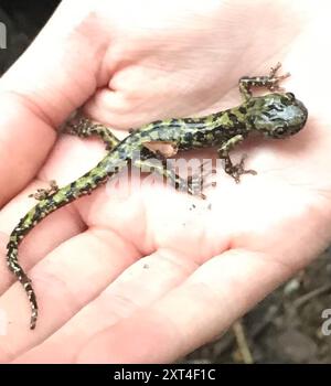 Salamandra verde (Aneides aeneus) Amphibia Foto Stock