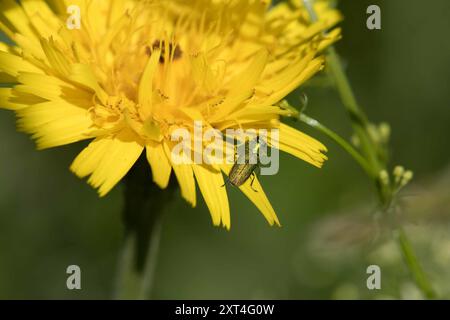 (Anthaxia nitidula) Insecta Foto Stock