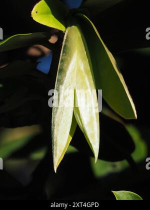 Burro di frutta (Diospyros blancoi) Plantae Foto Stock