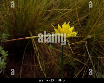 Piano di Sedge dorato (Cyperus sphaerocephalus) Foto Stock