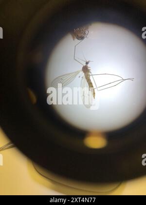 Gnat invernale (Trichocera annulata) Insecta Foto Stock