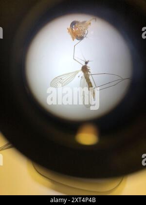 Gnat invernale (Trichocera annulata) Insecta Foto Stock