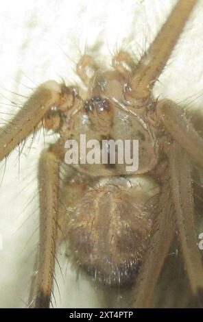 Ragno gigante Papà-gambe lunghe (Artema atlanta) Arachnida Foto Stock