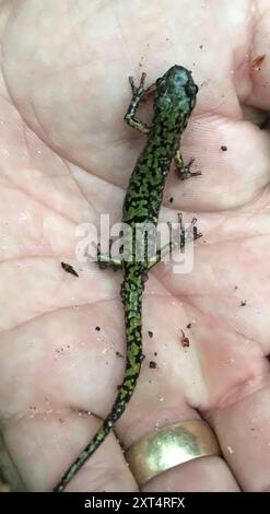 Salamandra verde (Aneides aeneus) Amphibia Foto Stock