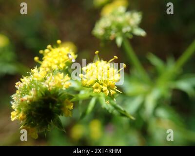 Pacific Sanicle (Sanicula crassicaulis) Plantae Foto Stock
