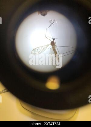 Gnat invernale (Trichocera annulata) Insecta Foto Stock