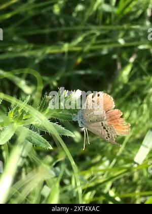 Reakirt's Blue (Echinargus isola) Insecta Foto Stock